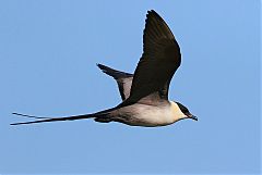 Long-tailed Jaeger